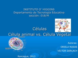 INSTITUTO O`HIGGINS
  Departamento de Tecnología Educativa
            sección: 018/M




            Células
Célula animal vs. Célula Vegetal

                                         Autoras:
                                   ORIELA ROSAS
                                 VICTOR GERLACH

    Rancagua, 2013
 