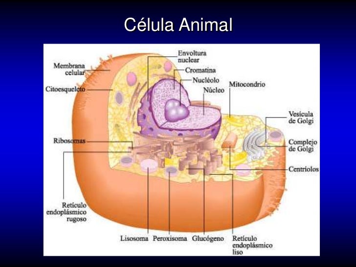 Celulas Y Organelos Celulares