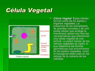 Célula Vegetal   Célula Vegetal   Estas células forman parte de los tejidos y órganos vegetales. La presencia de los cloroplastos, de grandes vacuolas y de una pared celular que protege la membrana celular son tres las características que diferencian una célula vegetal de una animal. La pared celular de las células vegetales es rígida, lo que determina las formas geométricas que encontramos en los tejidos vegetales, como el hexagonal observado en las células de la cubierta de las cebollas. 