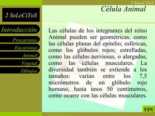 Célula Animal Las células de los integrantes del reino Animal pueden ser geométricas, como las células planas del epitelio; esféricas, como los glóbulos rojos; estrelladas, como las células nerviosas, o alargadas, como las células musculares. La diversidad también se extiende a los tamaños: varían entre los 7,5 micrómetros de un glóbulo rojo humano, hasta unos 50 centímetros, como ocurre con las células musculares.  FIN 