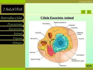 Célula Eucariota Animal FIN 