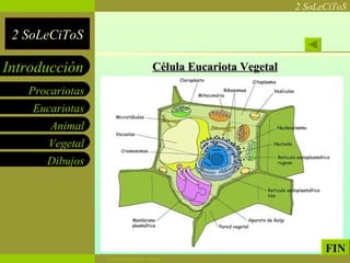 Célula Eucariota Vegetal FIN 