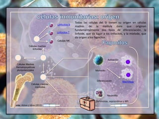 Linfocitos B
Linfocitos T
Células NK
Células Madres
Hematopoyéticas
pluripotenciales
Células madres
linfoides
Células madres
mieloides
Monocito
Macrófago
Activación
Diferenciación
Neutrófilo
Fuente: Abbas y otros (2012)
Defensinas, seprocidinas y BPI
Todas las células del SI tienen su origen en células
madres de la médula ósea que originan
fundamentalmente dos tipos de diferenciación, la
linfoide, que da lugar a los linfocitos, y la mielode, que
da origen a los fagocitos.
 