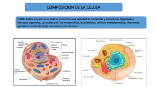 COMPOSICION DE LA CELULA
CITOPLASMA Liquido en el cual se encuentra una variedad de sustancias y estructuras organizadas
llamadas organelos. Los cuales son las mitocondrias, los plastidios, retículo endoplasmatico, ribosomas,
aparato o cuerpo de Golgi, lisosomas y las vacuolas.
 