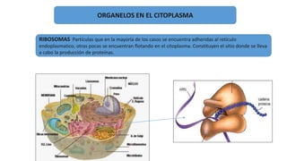 ORGANELOS EN EL CITOPLASMA
RIBOSOMAS Partículas que en la mayoría de los casos se encuentra adheridas al retículo
endoplasmatico, otras pocas se encuentran flotando en el citoplasma. Constituyen el sitio donde se lleva
a cabo la producción de proteínas.
 