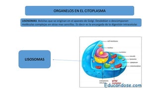 ORGANELOS EN EL CITOPLASMA
LISOSOMAS Bolsitas que se originan en el aparato de Golgi. Desdoblan o descomponen
moléculas complejas en otras mas sencillas. Es decir es la encargada de la digestión intracelular.
LISOSOMAS
 