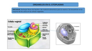 ORGANELOS EN EL CITOPLASMA
VACUOLAS Burbujas llenas de liquido o de material alimenticio para la reserva. Se encuentran en la
mayoría de los casos en las células vegetales.
 