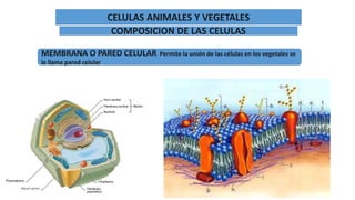 CELULAS ANIMALES Y VEGETALES
COMPOSICION DE LAS CELULAS
MEMBRANA O PARED CELULAR Permite la unión de las células en los vegetales se
le llama pared celular
 