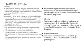 PARTES DE LA CELULA
Nucleoides
No es exactamente un núcleo, pero sí es una parte de la célula
procariota que se encuentra en el citoplasma y que va cargada
con una sola molécula de ADN. Esta molécula es imprescindible
para la reproducción de las células.
Ribosomas
Son proteínas y piezas de ARN (ácido nucleico que participa en la
síntesis de las proteínas y realiza la función de mensajero de la
información genética), que permiten la transmisión de
información genética. Las proteínas requeridas son sintetizadas
por la célula, a través de diversos procesos, teniendo en cuenta
lo estipulado en el ADN.
Compartimientos procariotas
Varían dependiendo del tipo de organismos y tienen funciones
específicas dentro del metabolismo. Por ejemplo:
• Los clorosomas son necesarios para la fotosíntesis.
• Los carboxisomas para fijar el dióxido de carbono (CO2).
• Los ficobilisomas son pigmentos moleculares para recoger la luz
solar.
• Los magnetosomas permiten la orientación conforme al campo
magnético terrestre.
• Flagelo
• Solamente está presente en algunas células
procariotas y es un orgánulo en forma alargada
que sirve para mover la célula, como si se tratara
de una cola propulsora.
• Cápsula
• Esta capa formada por polímeros orgánicos, se
encuentra fuera de la pared celular. Su función
principal es proteger y almacenar el alimento de la
célula. También colabora en la eliminación de los
desechos.
• Membrana externa
• Esta es una barrera adicional de la célula, que
solamente se puede encontrar en las bacterias
gram-negativas.
 