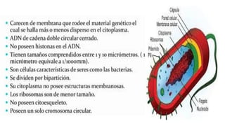 las celulas  procarioticas y su importancia