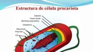 las celulas  procarioticas y su importancia