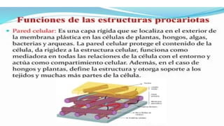 las celulas  procarioticas y su importancia