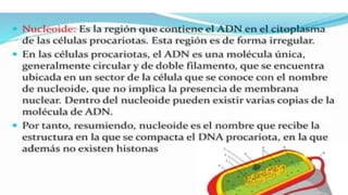 las celulas  procarioticas y su importancia