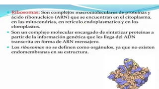 las celulas  procarioticas y su importancia