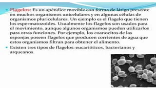 las celulas  procarioticas y su importancia