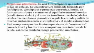las celulas  procarioticas y su importancia