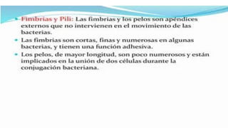 las celulas  procarioticas y su importancia