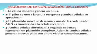 las celulas  procarioticas y su importancia