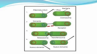 las celulas  procarioticas y su importancia