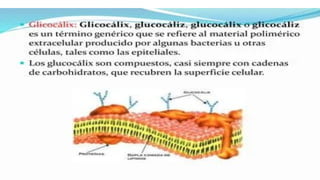 las celulas  procarioticas y su importancia