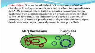 las celulas  procarioticas y su importancia