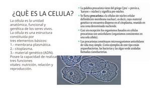 ¿QUÈ ES LA CELULA?
La célula es la unidad
anatómica, funcional y
genética de los seres vivos.
La célula es una estructura
constituida por
tres elementos básicos:
1.- membrana plasmática.
2.- citoplasma.
3.- material genético (ADN).
Posee la capacidad de realizar
tres funciones
vitales: nutrición, relación y
reproducción.
 