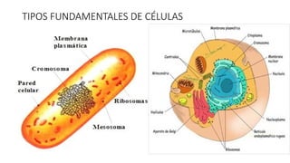 TIPOS FUNDAMENTALES DE CÉLULAS
 