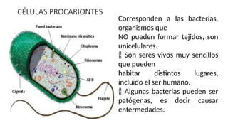 CÉLULAS PROCARIONTES
Corresponden a las bacterias,
organismos que
NO pueden formar tejidos, son
unicelulares.
 Son seres vivos muy sencillos
que pueden
habitar distintos lugares,
incluido el ser humano.
 Algunas bacterias pueden ser
patógenas, es decir causar
enfermedades.
 