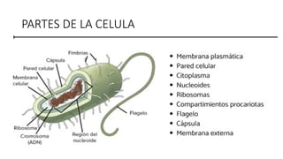 PARTES DE LA CELULA
 