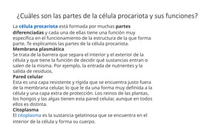 ¿Cuáles son las partes de la célula procariota y sus funciones?
La célula procariota está formada por muchas partes
diferenciadas y cada una de ellas tiene una función muy
específica en el funcionamiento de la estructura de la que forma
parte. Te explicamos las partes de la célula procariota.
Membrana plasmática
Se trata de la barrera que separa el interior y el exterior de la
célula y que tiene la función de decidir qué sustancias entran o
salen de la misma. Por ejemplo, la entrada de nutrientes y la
salida de residuos.
Pared celular
Esta es una capa resistente y rígida que se encuentra justo fuera
de la membrana celular, lo que le da una forma muy definida a la
célula y una capa extra de protección. Los reinos de las plantas,
los hongos y las algas tienen esta pared celular, aunque en todos
ellos es distinta.
Citoplasma
El citoplasma es la sustancia gelatinosa que se encuentra en el
interior de la célula y forma su cuerpo.
 