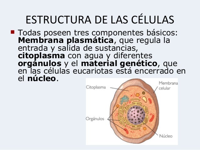 Celulas 1213 bg 4 sin rep celular