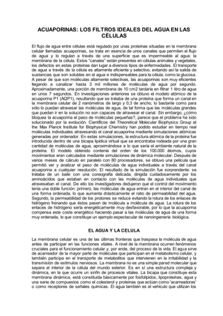 ACUAPORINAS: LOS FILTROS IDEALES DEL AGUA EN LAS
CÉLULAS
El flujo de agua entre células está regulado por unas proteínas situadas en la membrana
celular llamadas acuaporinas, se trata en esencia de unos canales que permiten el flujo
de agua y lo regulan a través de una superficie que es impermeable al agua: la
membrana de la célula. Estos “canales” están presentes en células animales y vegetales,
los defectos en estas proteínas dan lugar a diversos tipos de enfermedades. El transporte
de agua a través de la célula es altamente eficiente y selectivo, evitando así la salida de
sustancias que son solubles en el agua e indispensables para la célula, como la glucosa.
A pesar de que son moléculas altamente selectivas, las acuaporinas son muy eficientes
llegando a canalizar hasta 3 mil millones de moléculas de agua por segundo.
Aproximadamente, una porción de membrana de 10 cm2 tardaría en filtrar 1 litro de agua
en unos 7 segundos. En investigaciones anteriores se obtuvo el modelo atómico de la
acuaporina P1 (AQP1), resultando que se trataba de una proteína que forma un canal en
la membrana celular de 2 nanómetros de largo y 0,3 de ancho, lo bastante como para
sólo lo puedan atravesar las moléculas de agua, de tal forma que las moléculas grandes
que puedan ir en la solución no son capaces de atravesar el canal. Sin embargo, ¿cómo
bloquea la acuaporina el paso de moléculas pequeñas?, parece que el problema ha sido
solucionado por la evolución. Científicos del Theoretical Molecular Biophysics Group at
the Max Planck Institute for Biophysical Chemistry han podido estudiar en tiempo real
moléculas individuales atravesando el canal acuaporina mediante simulaciones atómicas
generadas por ordenador. En estas simulaciones, la estructura atómica de la proteína fue
introducida dentro de una bicapa lipídica virtual que se encontraba rodeada por una gran
cantidad de moléculas de agua, aproximándose a lo que sería el ambiente natural de la
proteína. El modelo obtenido contenía del orden de los 100.000 átomos, cuyos
movimientos eran calculados mediante simulaciones de dinámica molecular. Después de
varios meses de cálculo en paralelo con 80 procesadores, se obtuvo una película que
permitió ver y analizar el paso de moléculas de agua individuales a través del canal
acuaporina a cualquier resolución. El resultado de la simulación fue sorprendente: se
trataba de un baile con una coreografía delicada, dirigida cuidadosamente por los
aminoácidos que estaban en contacto con las moléculas de agua individuales que
atravesaban el canal. De ello los investigadores dedujeron que el control del movimiento
tenía una doble función: primero, las moléculas de agua entran en el interior del canal de
una forma ordenada, lo que aumenta drásticamente el ratio de permeabilidad del agua.
Segundo, la permeabilidad de los protones se reduce evitando la rotura de los enlaces de
hidrógeno frenando que éstos pasen de molécula a molécula de agua. La rotura de los
enlaces de hidrógeno sería energéticamente muy desfavorable, por lo que la acuaporina
compensa este coste energético haciendo pasar a las moléculas de agua de una forma
muy ordenada, lo que constituye un ejemplo espectacular de nanoingienería biológica.
EL AGUA Y LA CELULA
La membrana celular es una de las últimas fronteras que traspasa la molécula de agua
antes de participar en las funciones vitales. A nivel de la membrana ocurren fenómenos
cruciales para el funcionamiento celular y, por ende, del proceso de la vida. El agua sirve
de acarreador de la mayor parte de moléculas que participan en el metabolismo celular, y
también participa en el transporte de metabolitos que intervienen en la irritabilidad y la
transmisión de estímulos nerviosos. La membrana no es una simple pared molecular que
separa el interior de la célula del mundo exterior. Es en sí una estructura compleja y
dinámica, en la que ocurre un sinfín de procesos vitales. La bicapa que constituye esta
membrana dinámica, está constituida básicamente por fosfolípidos, lipoproteínas, agua y
una serie de compuestos como el colesterol y proteínas que actúan como 'acarreadoras'
o como receptores de señales químicas. El agua también es el vehículo que utilizan los
 