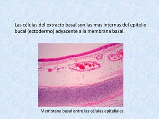 Las células del extracto basal son las mas internas del epitelio
bucal (ectodermo) adyacente a la membrana basal.




            Membrana basal entre las células epiteliales.
 