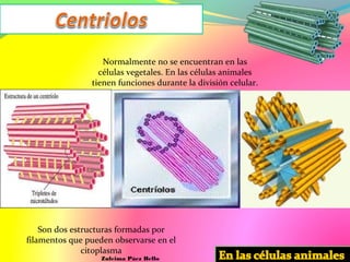 Normalmente no se encuentran en las
células vegetales. En las células animales
tienen funciones durante la división celular.
Son dos estructuras formadas por
filamentos que pueden observarse en el
citoplasma
Zuleima Páez Bello
 