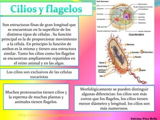 Celulas biologia2 | PPT