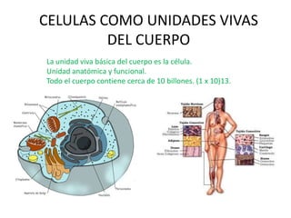 CELULAS COMO UNIDADES VIVAS
         DEL CUERPO
La unidad viva básica del cuerpo es la célula.
Unidad anatómica y funcional.
Todo el cuerpo contiene cerca de 10 billones. (1 x 10)13.
 