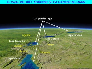 Los grandes lagos
Lago Victoria
Lago Tanganika
Lago Turkana
Kenya
Uganda
Tanzania
Ruanda
Burundi
Lago Malawi
EL VALLE DEL RIFT AFRICANO SE HA LLENADO DE LAGOS
 
