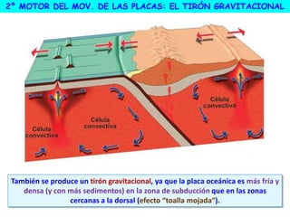 También se produce un tirón gravitacional, ya que la placa oceánica es más fría y
densa (y con más sedimentos) en la zona de subducción que en las zonas
cercanas a la dorsal (efecto “toalla mojada”).
2º MOTOR DEL MOV. DE LAS PLACAS: EL TIRÓN GRAVITACIONAL
 