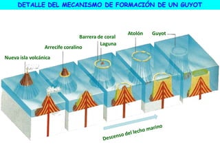 DETALLE DEL MECANISMO DE FORMACIÓN DE UN GUYOT
Nueva isla volcánica
Arrecife coralino
Laguna
Barrera de coral
Atolón Guyot
 