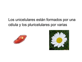 Los unicelulares están formados por una
célula y los pluricelulares por varias
 