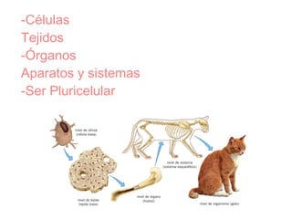 -Células
Tejidos
-Órganos
Aparatos y sistemas
-Ser Pluricelular
 