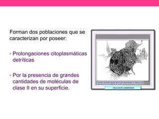 Forman dos poblaciones que se
caracterizan por poseer:
• Prolongaciones citoplasmáticas

detríticas
• Por la presencia de grandes

cantidades de moléculas de
clase II en su superficie.

 