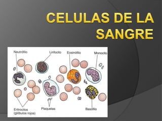 CELULAS DE LA SANGRE 