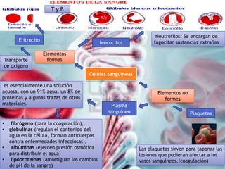 TyB



                                                                   Neutrofilos: Se encargan de
        Eritrocito                                                fagocitar sustancias extrañas
                                             leucocitos

                     Elementos
Transporte             formes
de oxigeno
                                      Células sanguíneas

 es esencialmente una solución        Células sanguíneas
acuosa, con un 91% agua, un 8% de                                   Elementos no
proteínas y algunas trazas de otros                                    formes
materiales.                                      Plasma
                                                sanguíneo                          Plaquetas
•    fibrógeno (para la coagulación),
•   globulinas (regulan el contenido del
    agua en la célula, forman anticuerpos
    contra enfermedades infecciosas),
•    albúminas (ejercen presión osmótica                    Las plaquetas sirven para taponar las
    para distribuir el agua)                                lesiones que pudieran afectar a los
•    lipoproteínas (amortiguan los cambios                  vasos sanguíneos.(coagulación)
    de pH de la sangre)
 