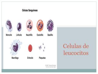 Celulas de
leucocitos
 