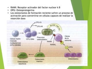• RANK: Receptor activador del factor nuclear k B
• OPG: Osteoprotegerina
• Los osteoclastos de formación reciente sufren un proceso de
activación para convertirse en células capaces de realizar la
resorción ósea

 