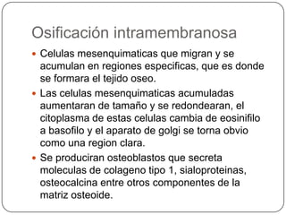 Osificación intramembranosa
 Celulas mesenquimaticas que migran y se

acumulan en regiones especificas, que es donde
se formara el tejido oseo.
 Las celulas mesenquimaticas acumuladas
aumentaran de tamaño y se redondearan, el
citoplasma de estas celulas cambia de eosinifilo
a basofilo y el aparato de golgi se torna obvio
como una region clara.
 Se produciran osteoblastos que secreta
moleculas de colageno tipo 1, sialoproteinas,
osteocalcina entre otros componentes de la
matriz osteoide.

 