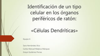 Identificación de un tipo 
celular en los órganos 
periféricos de ratón: 
«Células Dendríticas» 
Equipo 6 
Sara Hernández Xico 
Carlos Manuel Malpica Márquez 
Greysi Gutiérrez Porras 
 