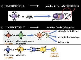 a) LINFÓCITOS B

produção de ANTICORPOS

antígeno

b) LINFÓCITOS T

plasmócito

funções finais (efetoras)
citocinas

ativação de linfócitos
ativação de macrófagos

T auxiliar

(T CD4)

T citotóxico

(T CD8)

célula apresentadora
de antígeno

célula alvo

inflamação

morte da
célula alvo

 