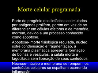 Morte celular programada
Parte da progênie dos linfócitos estimulados
por antígenos prolifera, porém em vez de se
diferenciar em células efetoras e de memória,
morrem, devido a um processo conhecido
como apoptose.
Apoptose- morte fisiológica regulada, núcleo
sofre condensação e fragmentação, a
membrana plasmática apresenta formação
de bolhas e vesículas, a célula morta é
fagocitada sem liberação de seus conteúdos.
Necrose- núcleo e membrana se rompem, os
conteúdos celulares se espalham ocorrendo
inflamação.

 